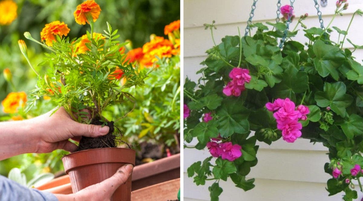 Plantes Pour Eloigner Moustiques Insectes De Votre Maison