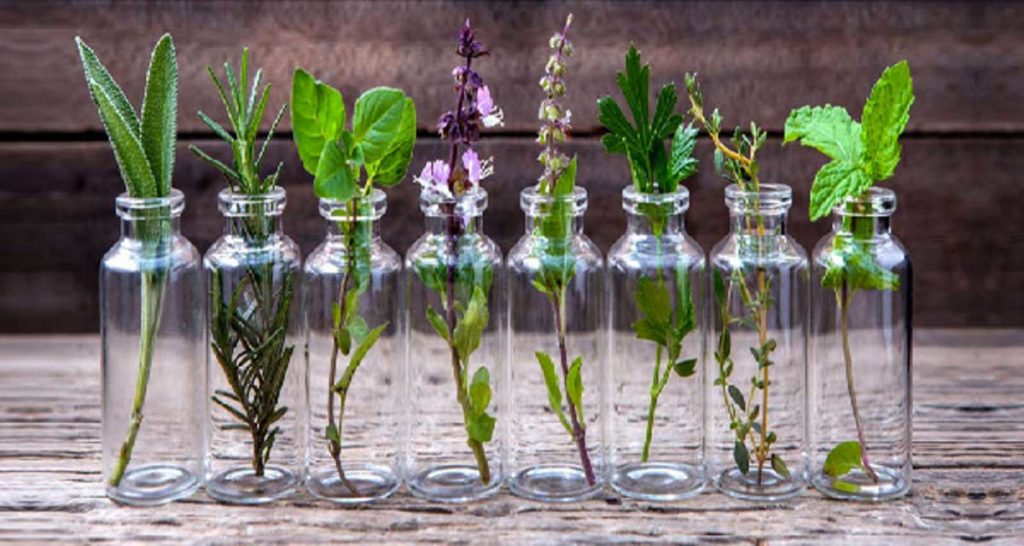Vidéo : Terraplanter, le pot de terre universel qui fait pousser les plantes  avec un simple verre d'eau