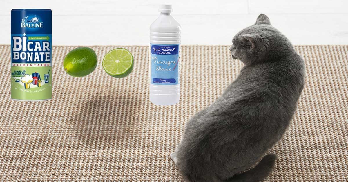 Éliminez l'Odeur d'Urine de Chat : 5 Astuces Pratiques  Urine de chat,  Odeur de pipi, Enlever odeur urine chat