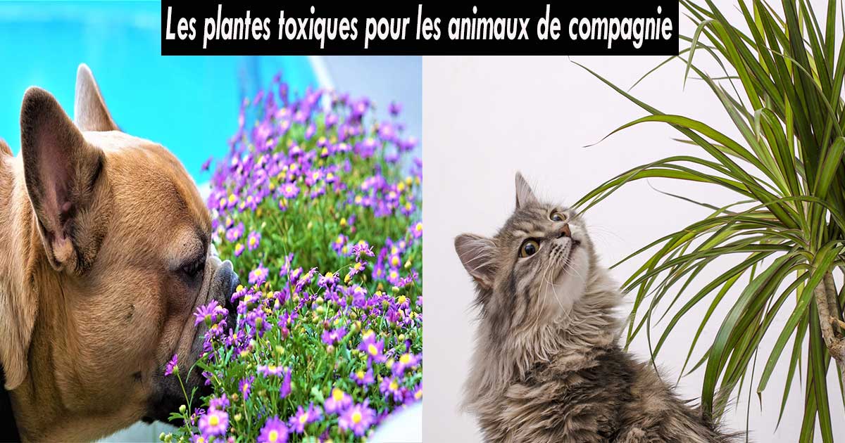 Plantes Toxiques Pour Chien Chat Lys Persil Azalee Hortensia