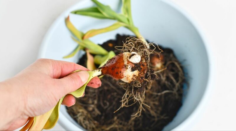 planter fleurs à bulbes